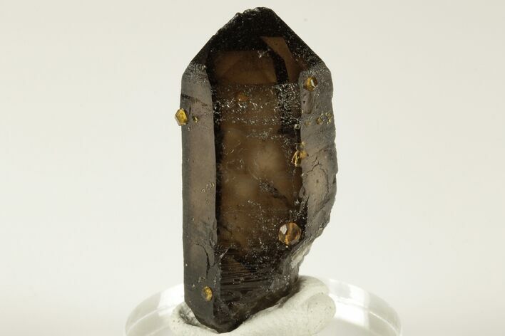 Smoky Quartz Crystal with Spessartine Garnets - China #191535